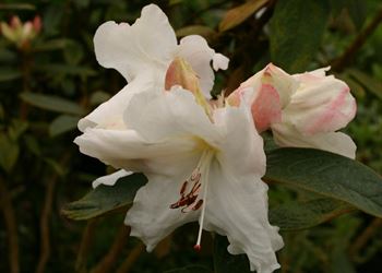 R.edgeworthii 
